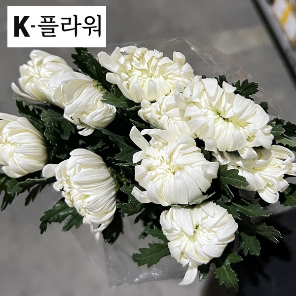 ☆당일출고☆중국 /백선(특) /15단 6,800원※당일출고