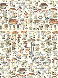 팔레트 오렌지 PWTH236.ORANGE