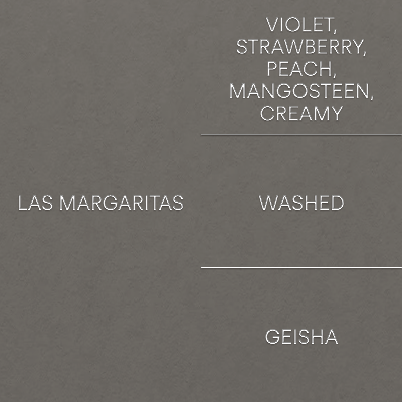 라스 마가리타스: 게이샤LAS MARGARITAS: GEISHA