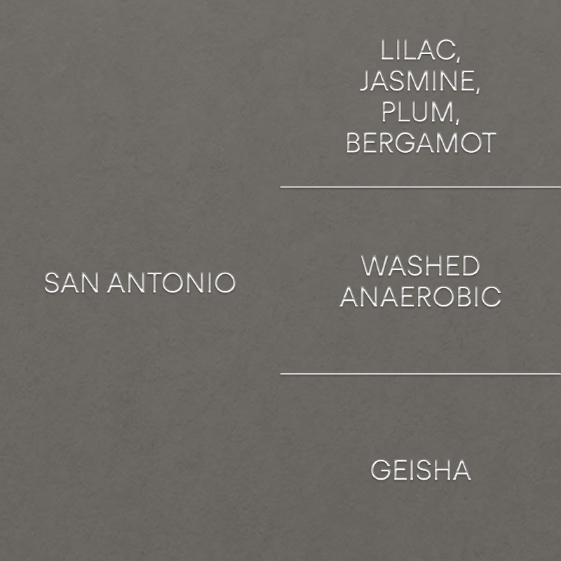 산 안토니오: 게이샤SAN ANTONIO: GEISHA