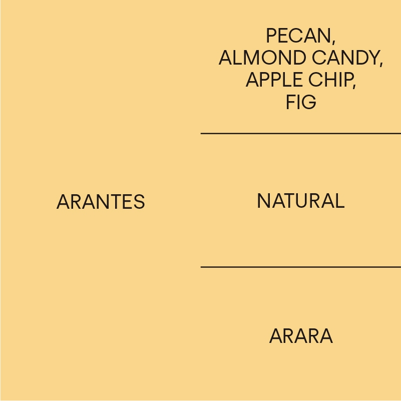 브라질 아란치스BRAZIL ARANTES