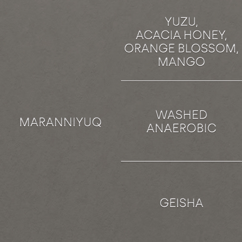 마라니유크: 게이샤MARANNIYUQ: GEISHA