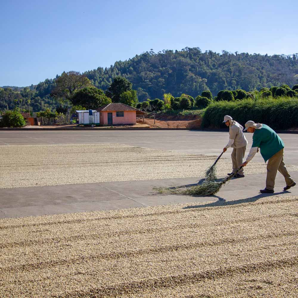 브라질 농장 vs 콜롬비아 농장#110. 라틴 아메리카의 두 대표 선수, 어떻게 다를까?