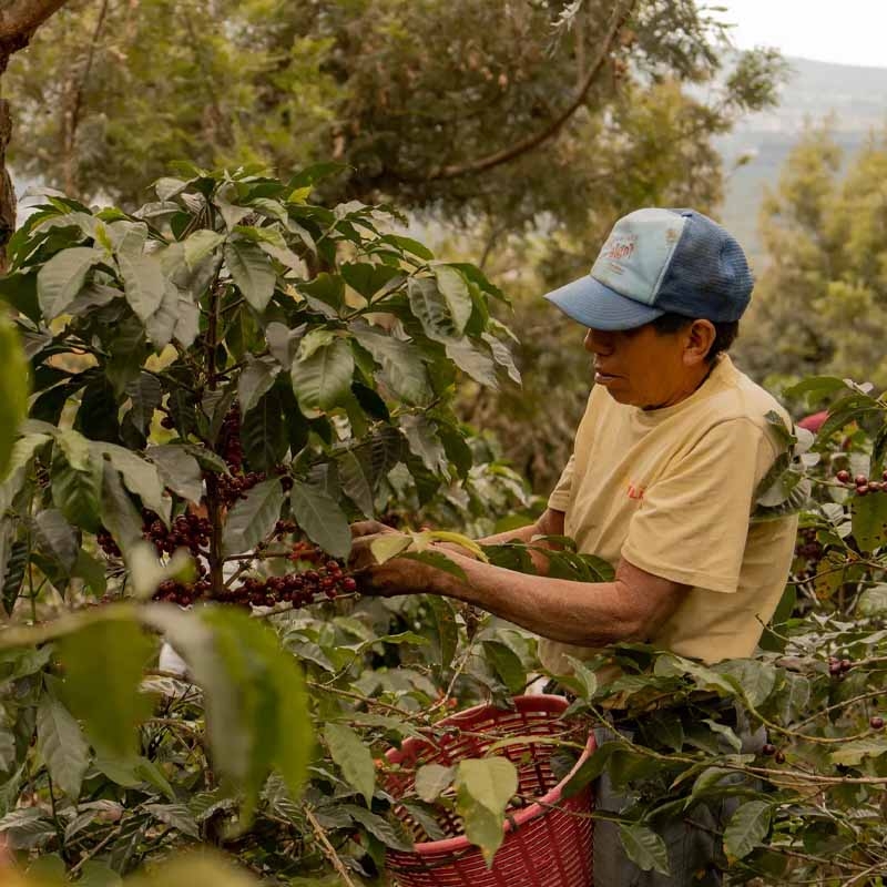 커피 가격은 왜#137. 최근 커피 가격 상승의 배경