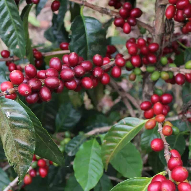 어디의 커피도 아닌 ‘파카마라’#146. 엘살바도르에서 피어난 고유한 향미