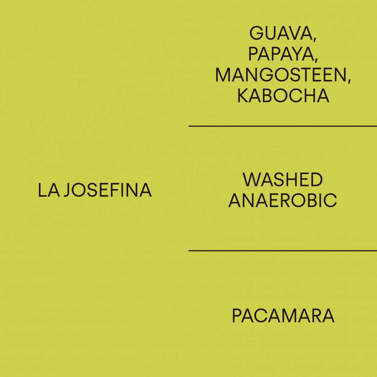 에콰도르 라 호세피나 파카마라ECUADOR LA JOSEFINA PACAMARA