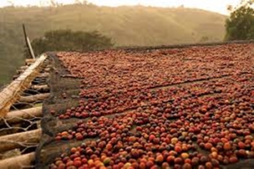 [커피하피] 케냐 내추럴 엔데베스 에스테이트(나록 마라)