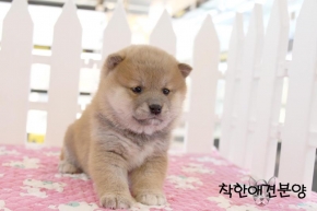 [국제공인혈통견] 시바견