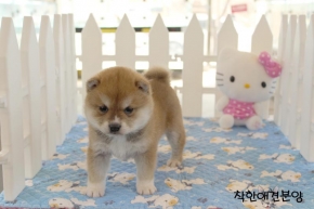 [국제공인혈통견] 시바견