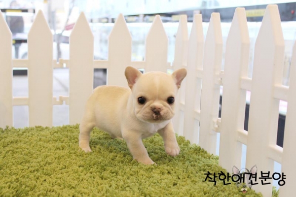 [국제공인혈통견] 프렌치불독