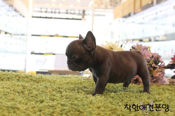 [국제공인혈통견] 프렌치불독