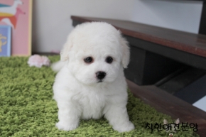 [국제공인혈통견] 비숑프리제