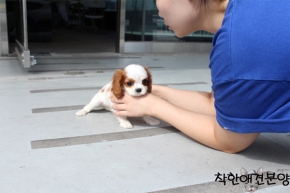 [국제공인혈통견] 킹찰스스패니얼