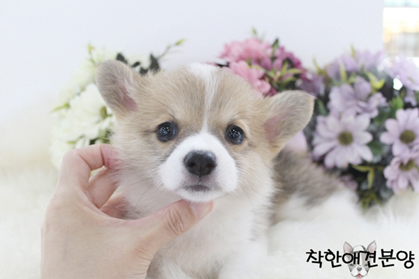 [국제공인혈통견] 웰시코기 분양