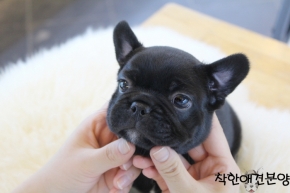 [국제공인혈통견] 블랙 프렌치불독 분양