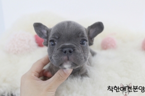 [국제공인혈통견] 블루 프렌치불독 분양