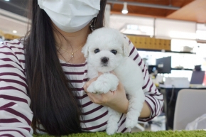 [국제공인혈통견] 비숑프리제 분양