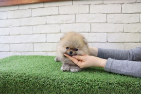 [국제공인혈통견] 세이블 포메라니안 분양