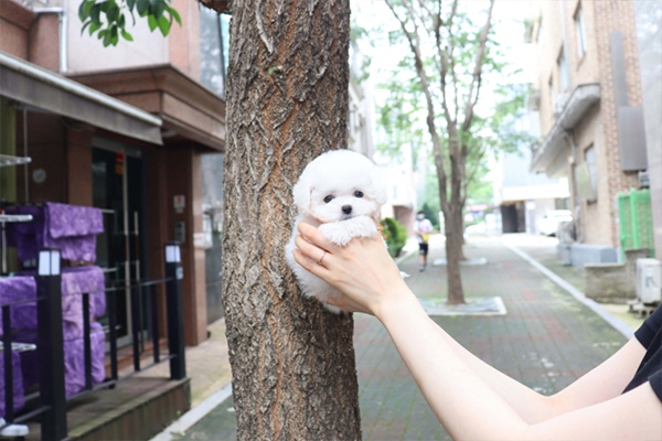 [국제공인혈통견] 비숑프리제 분양