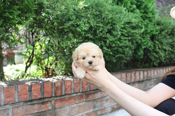 [국제공인혈통견] 크림 토이푸들 분양