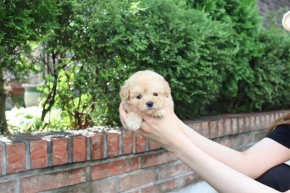 [국제공인혈통견] 크림 토이푸들 분양