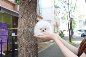 [국제공인혈통견] 화이트 포메라니안 분양