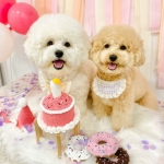 [개달당]강아지 고양이 생일파티 딸랑이 케이크-핑크