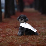 프로비즈 강아지 산책 리플렉트(반사) 자켓