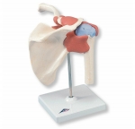 고급형 어깨관절 (견관절) 모형 Deluxe Functional Shoulder Joint Model A80/1