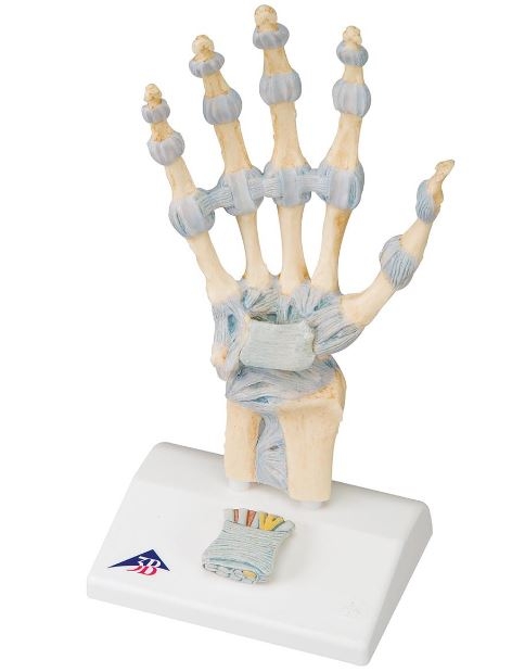 손 골격 모형 : 인대,손목터널 포함 Hand Skeleton Model with Ligaments and Carpal Tunnel M33