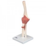 고급형 팔꿈치관절 (주관절) 모형 Deluxe Functional Elbow Joint Model A83/1