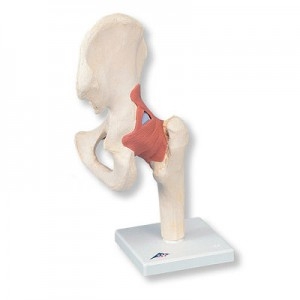 고급형 엉덩이관절 (고관절) 모형 Deluxe Functional Hip Joint Model A81/1