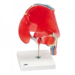 엉덩이관절 (고관절) 근육 모형, 7파트 분리 Hip Joint with Removable Muscles, 7 part A881