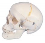 숫자 기재된 두개골모형, 3파트 분리형 Numbered Human Classic Skull Model, 3 part A21