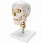 경추에 연결된 두개골모형, 4파트 분리형 Human Skull Model on Cervical Spine, 4 part A20/1