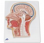 머리 단면 모형 Median Section of the Head