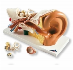 귀 모형, 3배 확대, 4 파트 분리 Ear Model, 3 times life size, 4 part E10