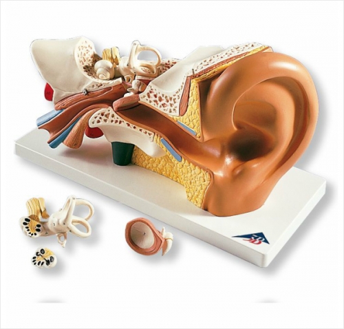 귀 모형, 3배 확대, 4 파트 분리 Ear Model, 3 times life size, 4 part E10