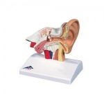 탁상용귀모형, 1.5배확대 Ear Model for desktop, 1.5 times life size E12