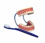 치아 관리 실습모형, 3배 확대 Giant Dental Care Model, 3 times life size D16