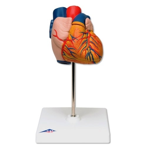 심장 모형 Heart Model, 2-part G10