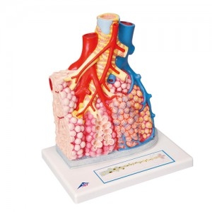 페엽 모형 Pulmonary Lobule with Surrounding Blood Vessels G60