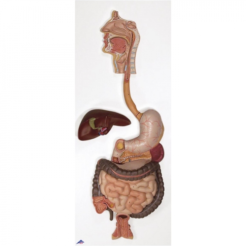 소화 기관계 모형, 2 파트 Digestive System, 2 part K20