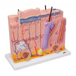 피부 모형, 3-파트 3 part skin model J16