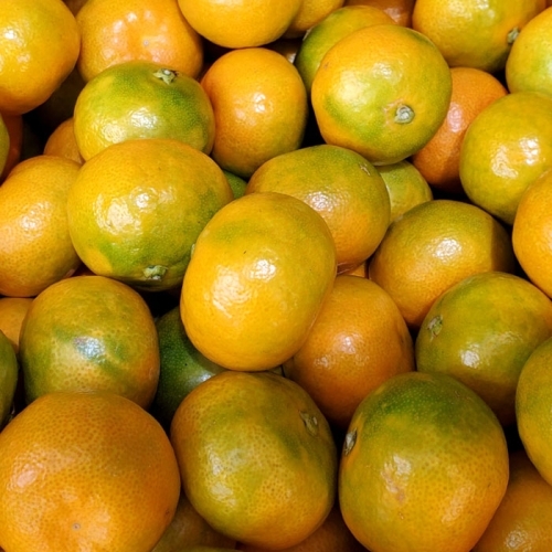 [작심밀도]자연맑음 감귤 9kg (꼬마/2S미만)