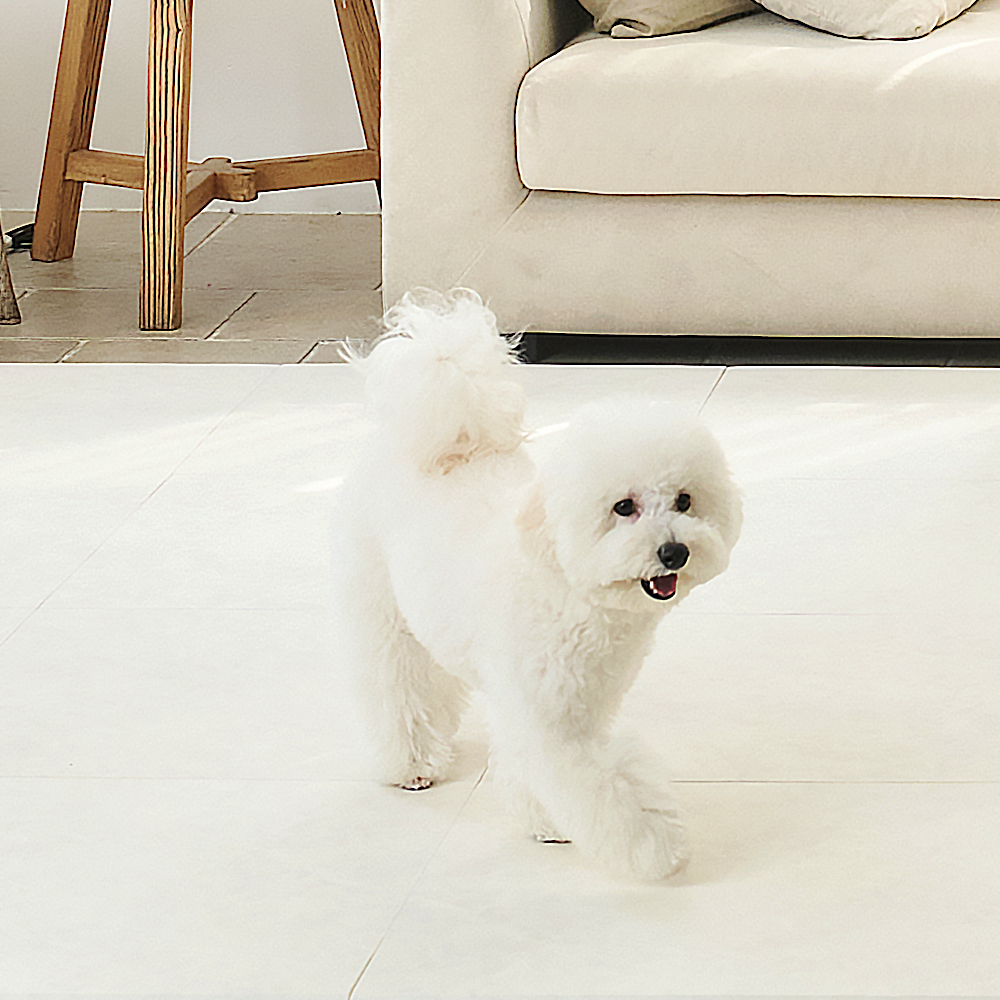 개편한매트 강아지 고양이 반려견 미끄럼방지 이편한매트