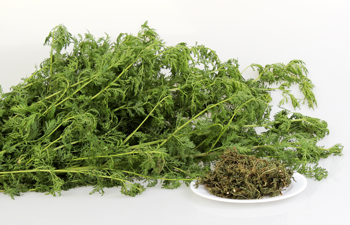 개똥쑥말린것(600g)