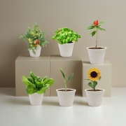 친환경 식물 키우기 6종 set