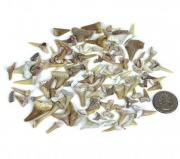 상어이빨 화석 set