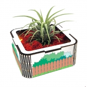 공기정화식물 이오난사 테라리움